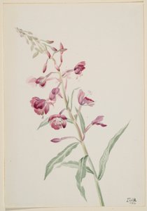  av Mary Vaux Walcott