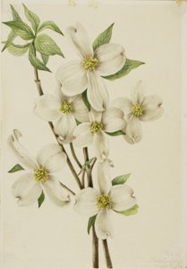  av Mary Vaux Walcott