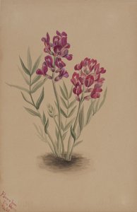 Blomster fra Mesa, 1883. av Mary Vaux Walcott
