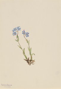  av Mary Vaux Walcott