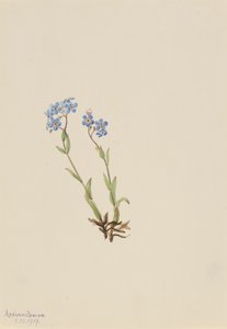 Forglem-meg-ikke Myosotis alpestris, 1907. av Mary Vaux Walcott