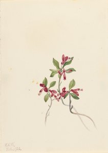  av Mary Vaux Walcott
