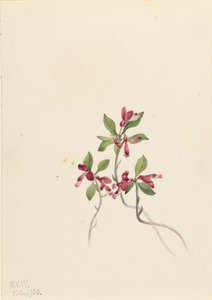 Frynset Polygala Polygala paucifolia, 1920. av Mary Vaux Walcott