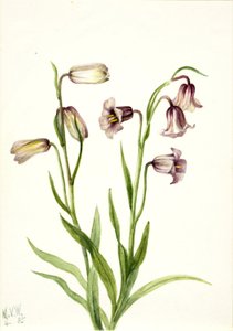  av Mary Vaux Walcott