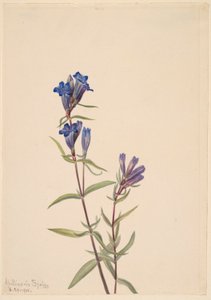  av Mary Vaux Walcott