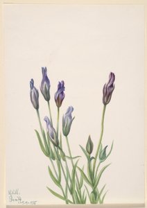  av Mary Vaux Walcott
