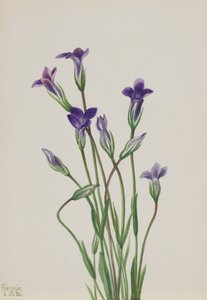 Gentian Gentiana holopetala, 1936. av Mary Vaux Walcott