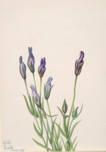 Gentian Gentiana macounii, 1935. av Mary Vaux Walcott