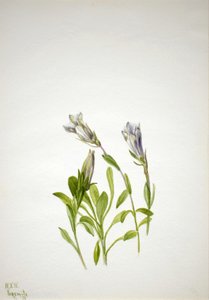 Gentian Gentiana newberry, 1938. av Mary Vaux Walcott