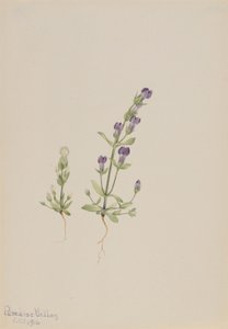  av Mary Vaux Walcott