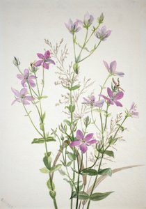 Gentianacease sabbalia angularis, 1880. av Mary Vaux Walcott