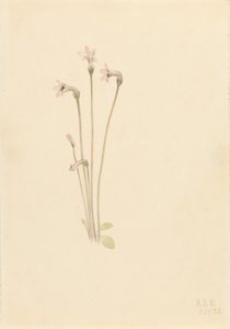  av Mary Vaux Walcott
