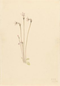 Ghostpipe Thalesia uniflora, 1920. av Mary Vaux Walcott