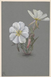 Kjempe Helleborine Epipactis gigantea, ca. 1880. av Mary Vaux Walcott