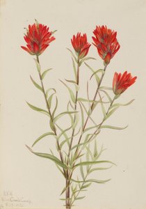  av Mary Vaux Walcott