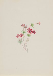  av Mary Vaux Walcott