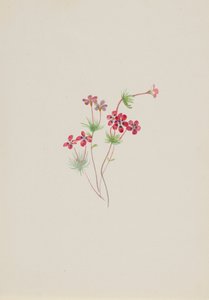 Gilia linanthus parviflorus, ca. 1900-1930. av Mary Vaux Walcott