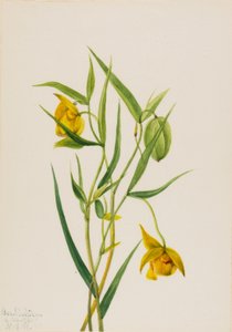 Golden Fairy Lantern Calochortus amabilis, 1936. av Mary Vaux Walcott