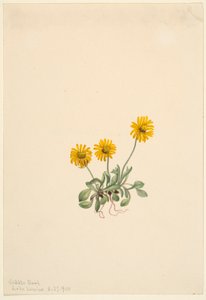  av Mary Vaux Walcott