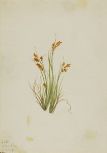  av Mary Vaux Walcott