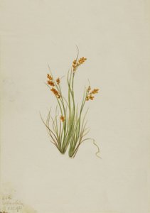 Golden Sedge Carex aurea, 1921. av Mary Vaux Walcott