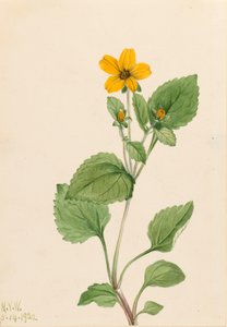 Golden Star Chrysogonum virginianum, 1922. av Mary Vaux Walcott