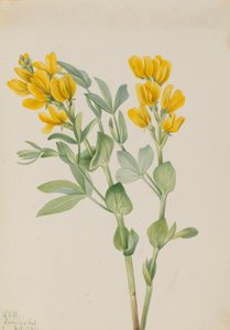 Goldenpea Thermopsis rhombifolia, 1923. av Mary Vaux Walcott