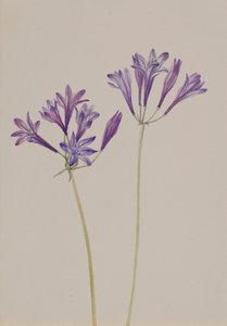 Gressnøtt Brodiaea laxa, 1933. av Mary Vaux Walcott