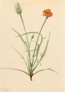 Gressblad Agoseris Agoseris graminifolia, 1905. av Mary Vaux Walcott
