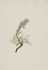  av Mary Vaux Walcott