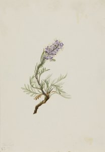 Grå Phacelia Phacelia sericea, 1911. av Mary Vaux Walcott