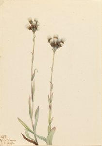 Grey Pussytoes Antennaria howellii, 1921. av Mary Vaux Walcott