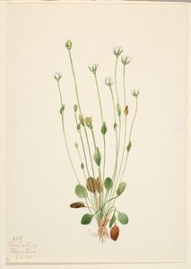 Grå ragurt (Senecio canus)