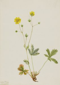  av Mary Vaux Walcott