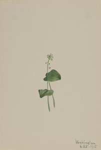 Grønn huggormmunn (Malaxis unifolia) av Mary Vaux Walcott