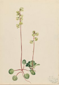  av Mary Vaux Walcott
