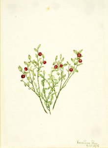  av Mary Vaux Walcott