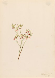 Grouse Whortleberry Vaccinum scoparium, 1916. av Mary Vaux Walcott