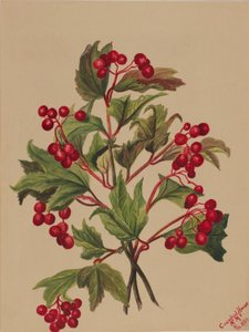 Rypebær (Viburnum americanum) av Mary Vaux Walcott