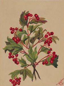 Rypebær Viburnum americanum, 1880. av Mary Vaux Walcott