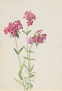 Håret Phlox Phlox amoena, ca. tidlig på 1930-tallet. av Mary Vaux Walcott