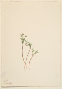  av Mary Vaux Walcott