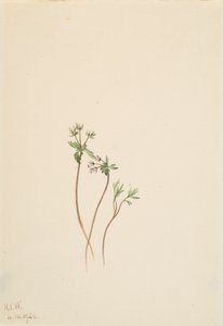 Harbinger of Spring Erigenia bulbosa, 1920.    1142680   no       norwegian Successfully Translated  Original: Thakur Ajit Singh worships the Goddess, dated 1817. Translat: Thakur Ajit Singh worships the Goddess, dated 1817. 1205221 no norwegian Successful av Mary Vaux Walcott
