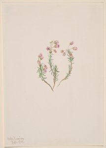 Heather Phyllodoce intermedia, 1907. av Mary Vaux Walcott