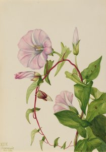 Hedge Bindweed Calystegia Convolvulus sepium, 1932. av Mary Vaux Walcott
