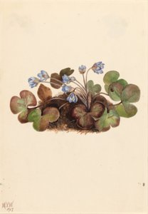  av Mary Vaux Walcott
