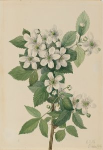 Highbush Blackberry (Rubus argutus) av Mary Vaux Walcott