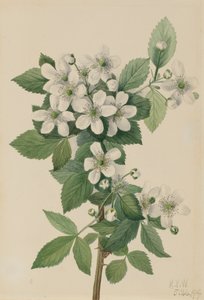 Highbush Blackberry Bush, 1919. av Mary Vaux Walcott
