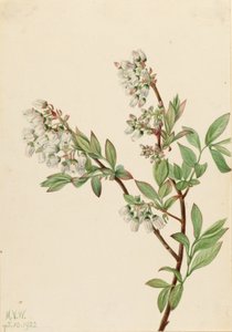 Høybuskblåbær (Vaccinium corymbosum) av Mary Vaux Walcott