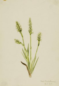  av Mary Vaux Walcott
